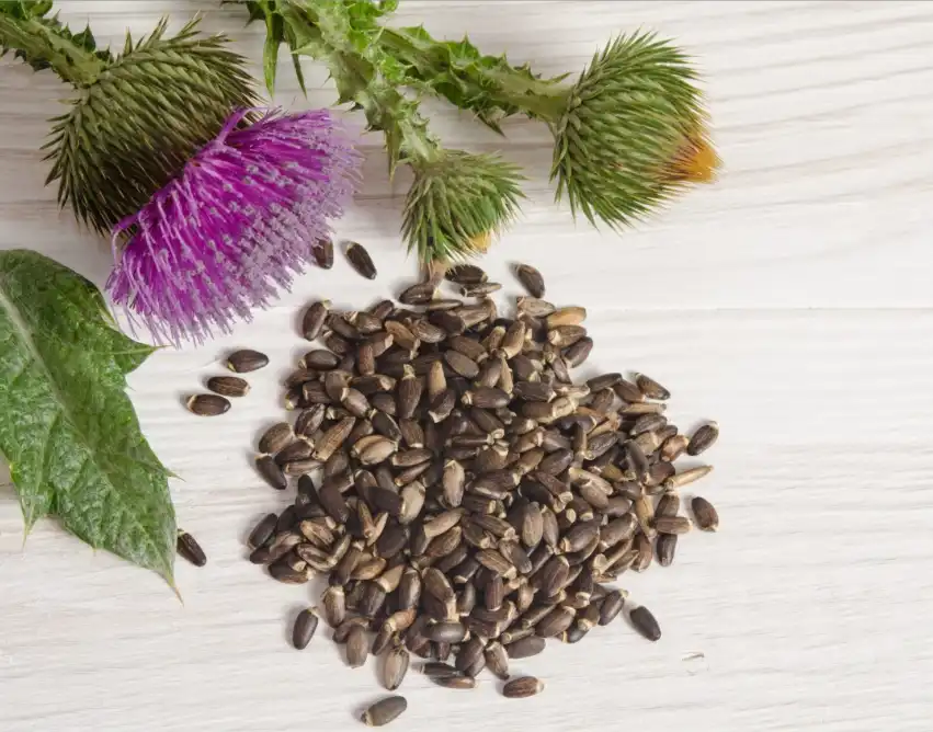 水飞蓟和籽.jpg 水飞蓟和籽.jpg