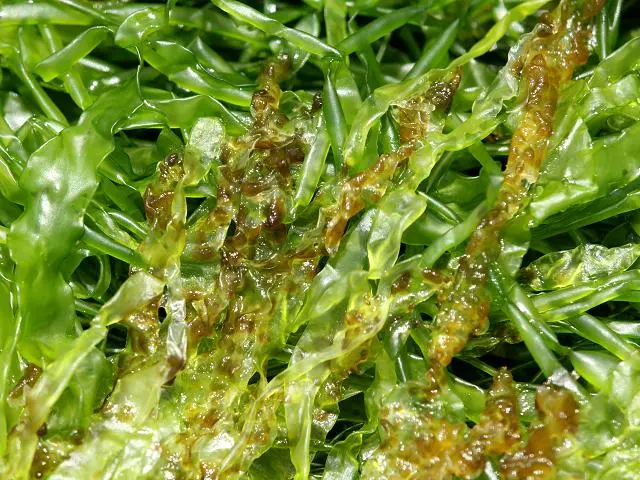 brown_seaweed.jpg
