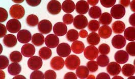 blog-265-155 blog-265-155