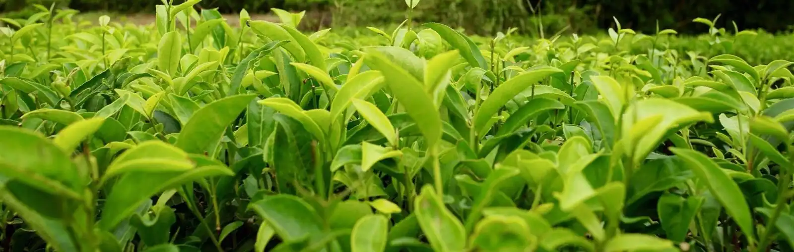 blog-1600-509 blog-1600-509