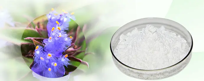 Cyanotis Arachnoidea Root Extract