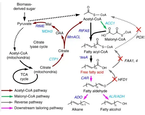 fatty acid oil Key characteristics