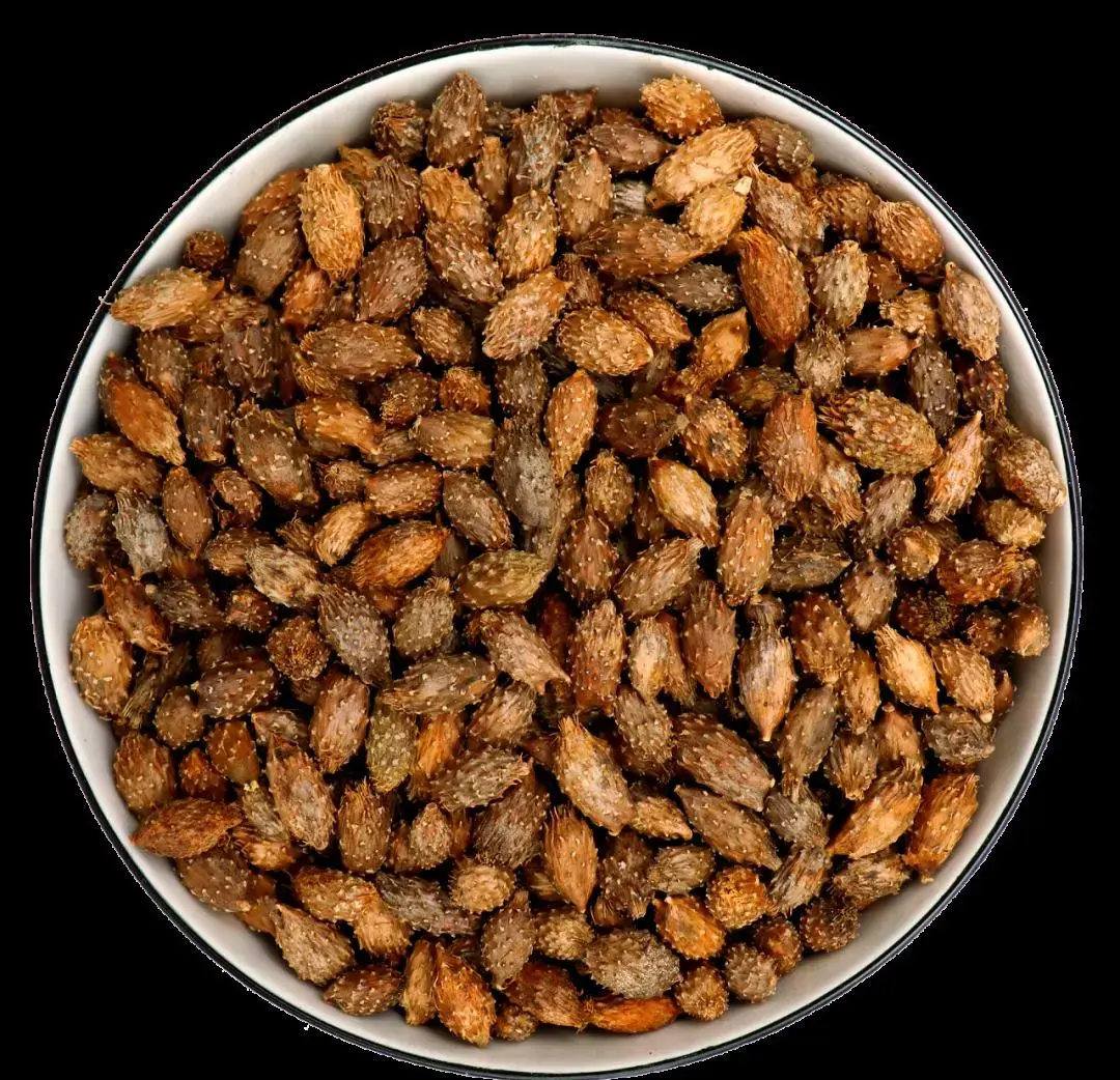 xanthium sibiricum fruit extract