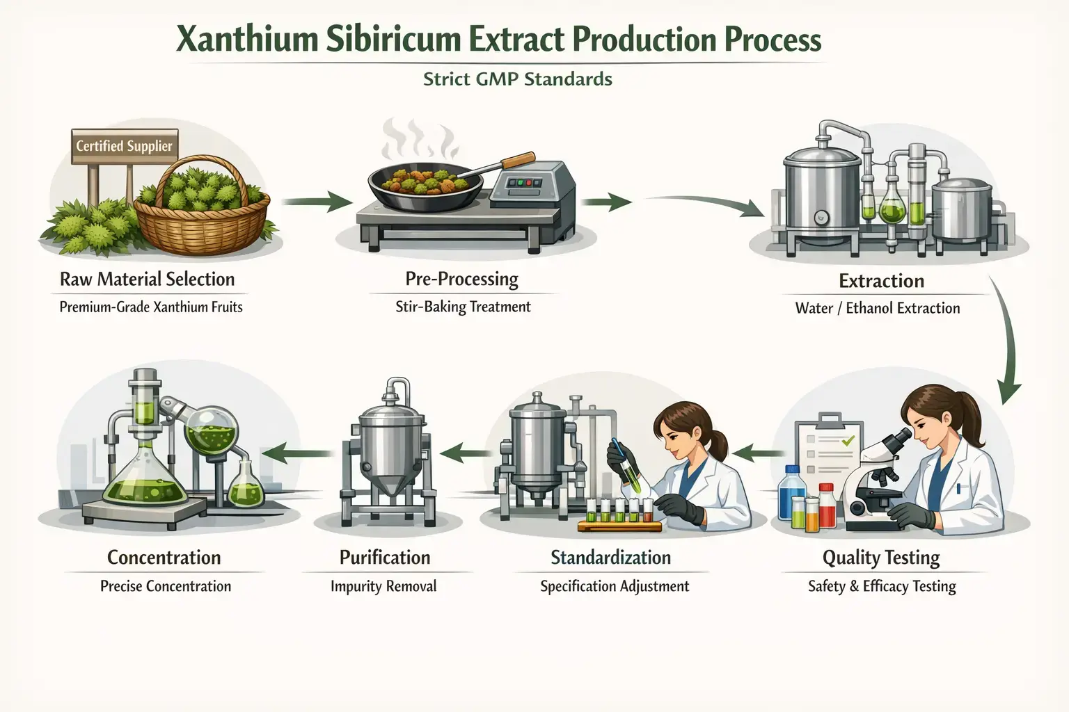xanthium sibiricum extract Process xanthium sibiricum extract Process