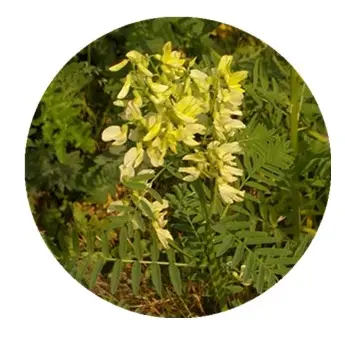 astragalus extract powder