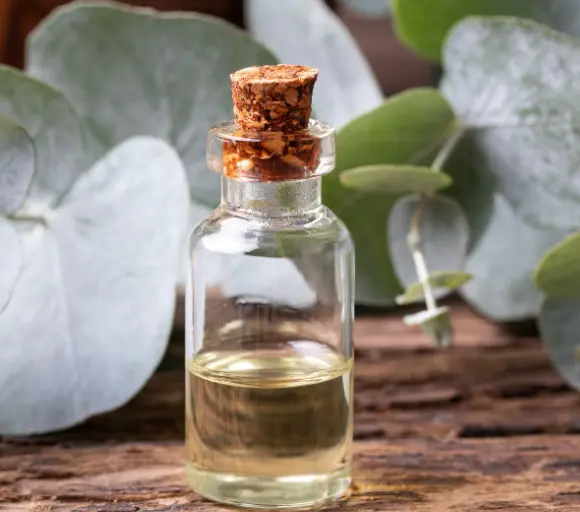 aura cacia eucalyptus essential oil