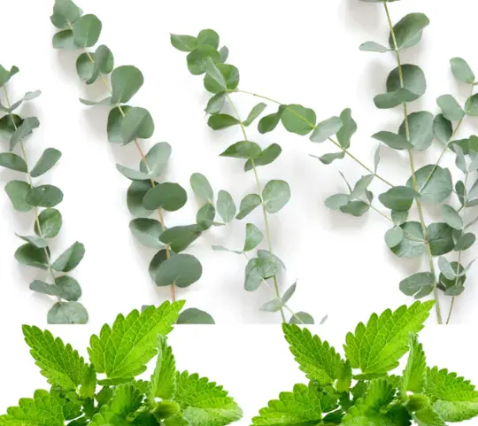 What is Eucalyptus Mint Fragrance Oil?