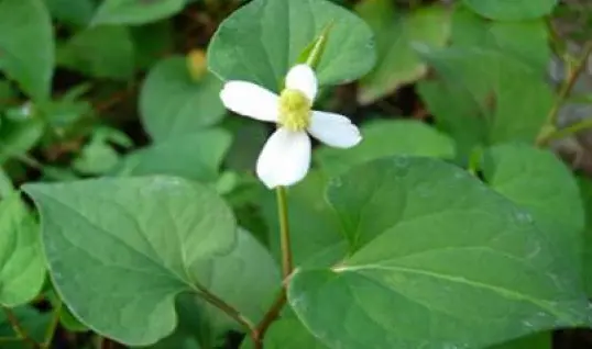 What is Houttuynia Cordata Oil?