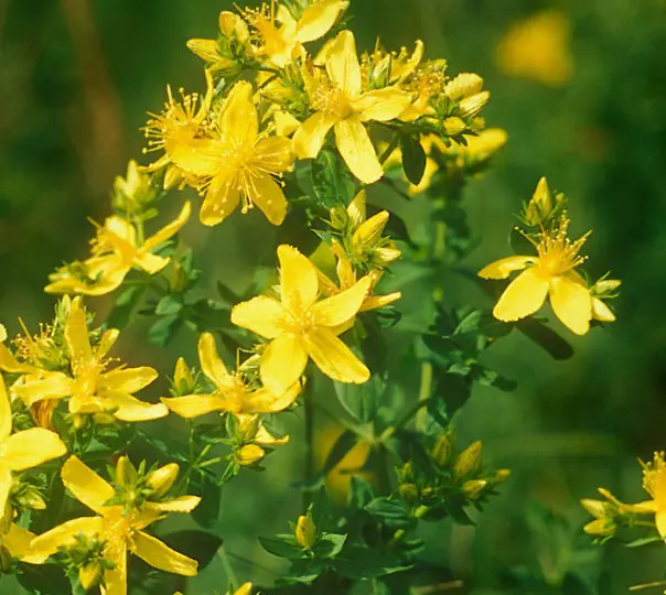 What is St. John's Wort Extract?