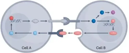 Core Product Functions
