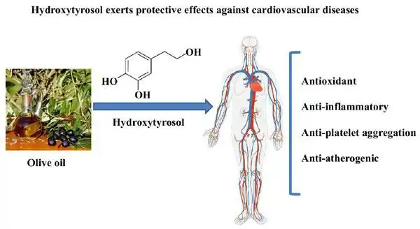 How Can Olive Leaf Extract Wholesale Help You Stay Ahead in the Clean Beauty Market?