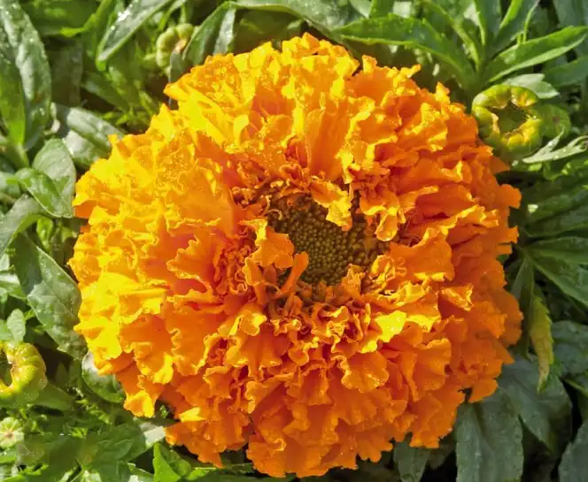 What Applications Make Bulk Lutein Powder a Versatile Ingredient for Manufacturers?