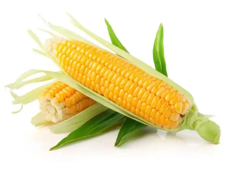 Plant-Based Prebiotic Power: Xylooligosaccharide Market Trends 2025