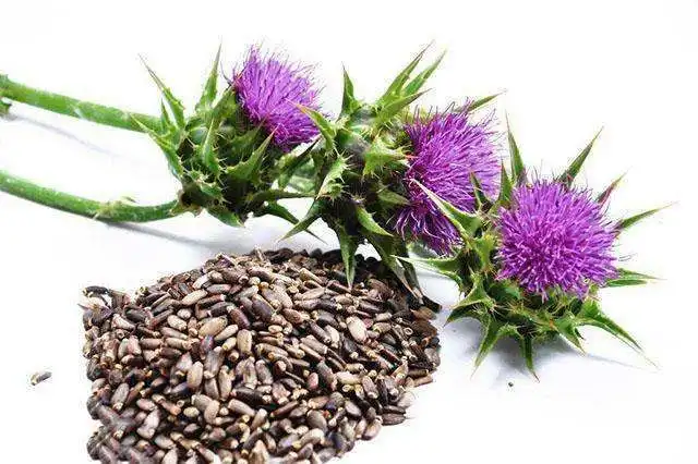 How Does Silymarin Powder Support Natural Liver Detoxification and Antioxidant Activity?