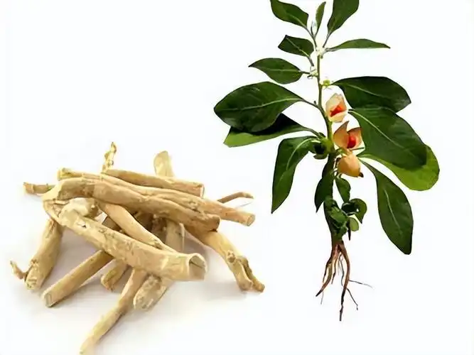 How Does Pure Ashwagandha Root Powder Promote Overall Physical and Mental Health?