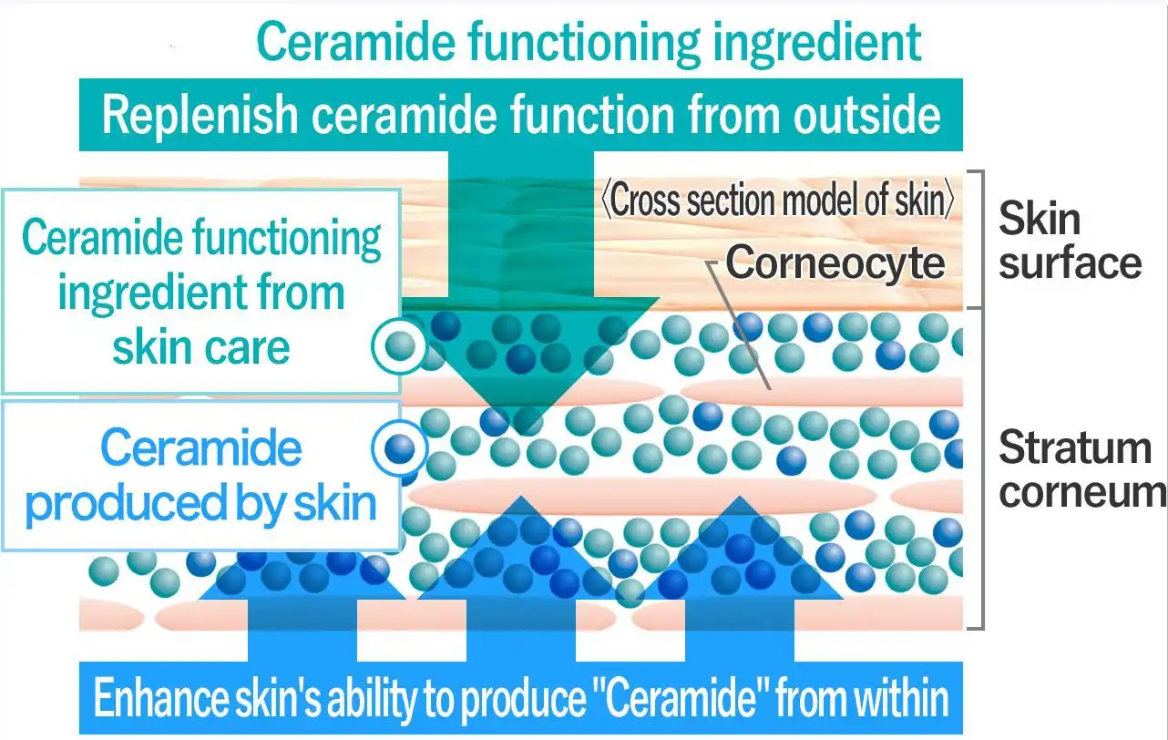 What is Ceramide Powder?