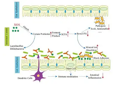 Organic Xylooligosaccharide: The Gentle Prebiotic for Sensitive Stomachs