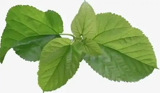 Sodium Copper Chlorophyllin Powder Factory: Quality and Cost Efficiency Combined