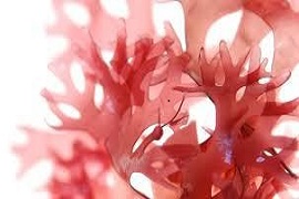 Where does astaxanthin come from？