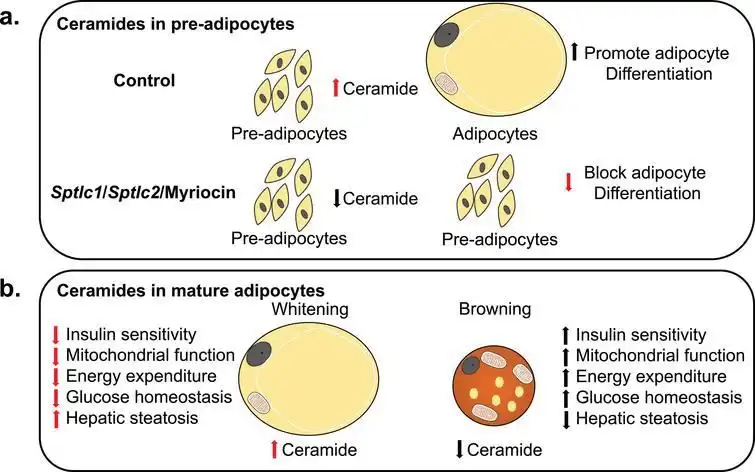 How Can Rice Bran Ceramide Strengthen the Skin Barrier in Cosmetic Products?