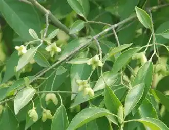 What is Quillaja Extract Powder Used For?